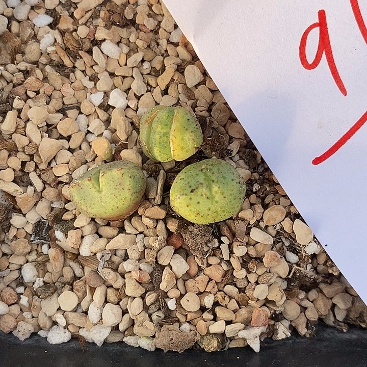 k***h910一组三颗。            