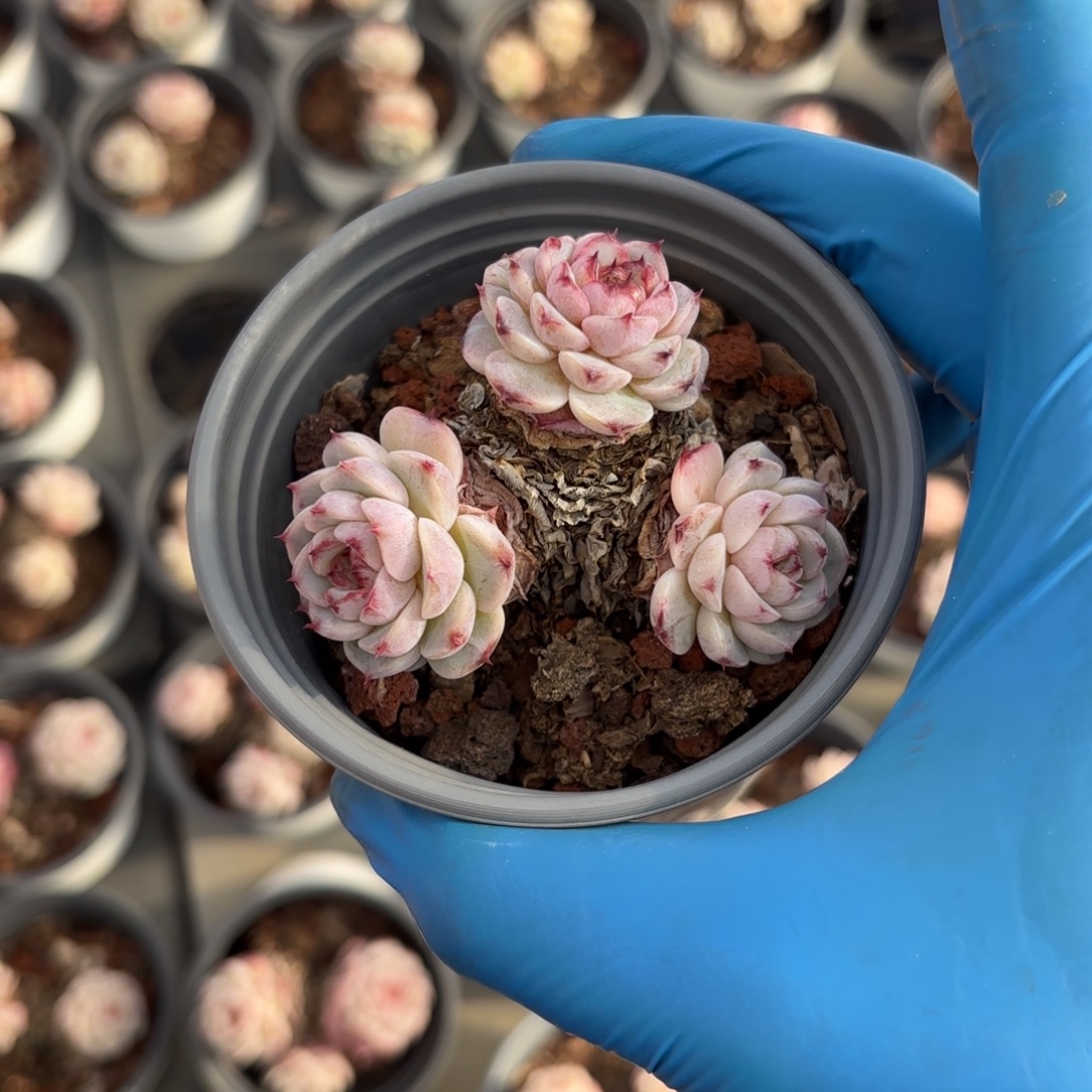 老桩天鹅绒15号发货带土