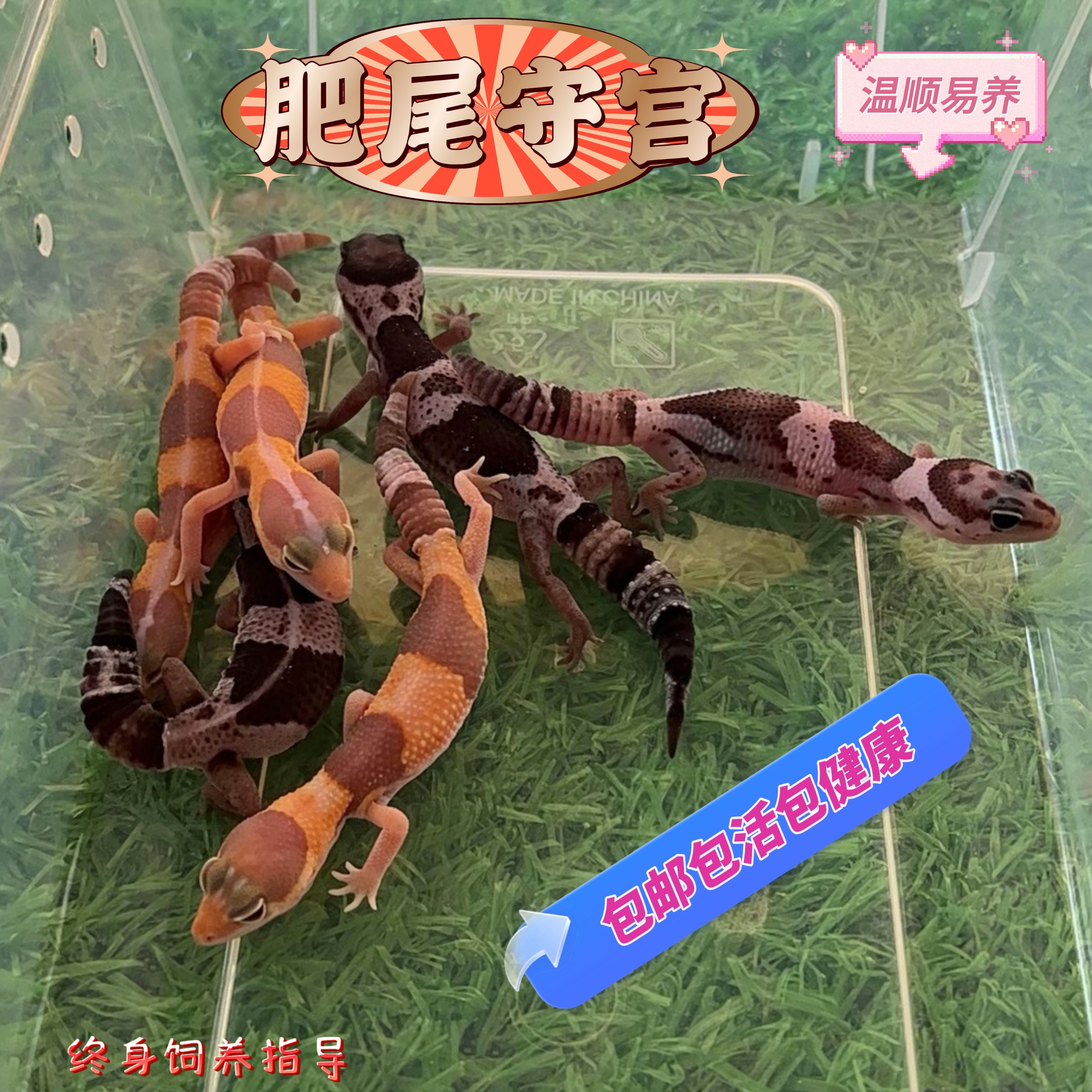 肥尾守宫蜥蜴活体宠物新手入门可爱易养温顺上手
