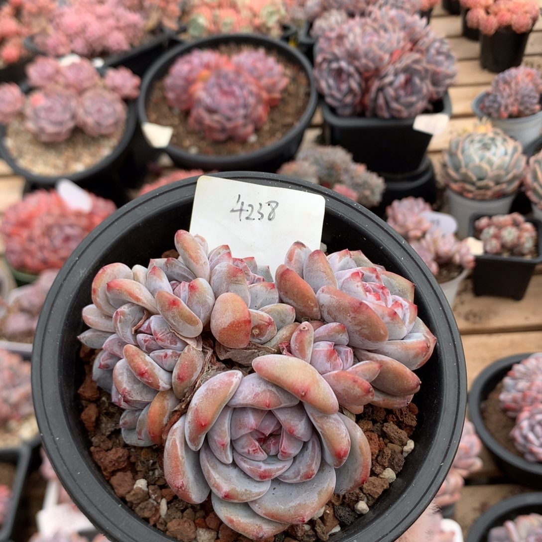 10厘米七头有砍紫皮石榴籽朵朵 4238