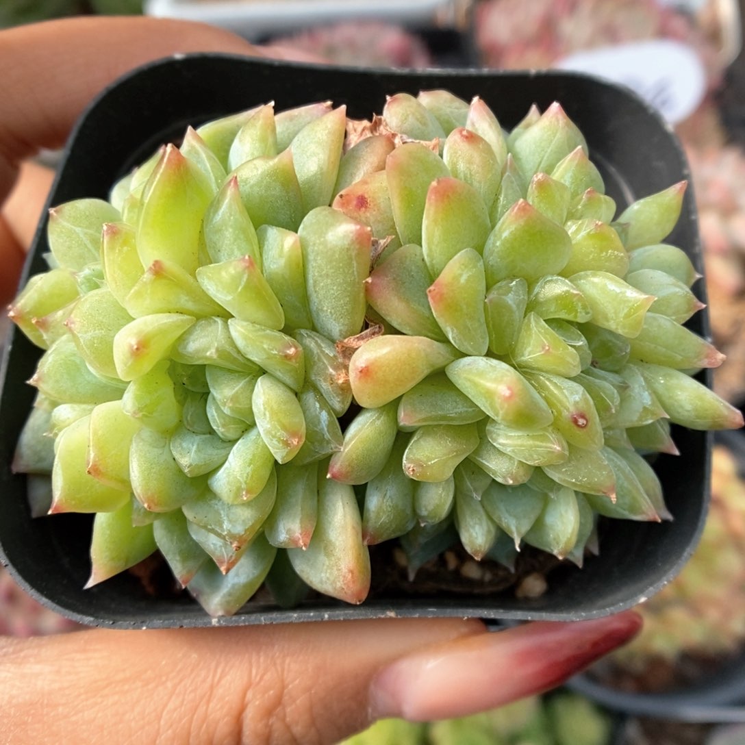 冰魄缀化可拍486号。