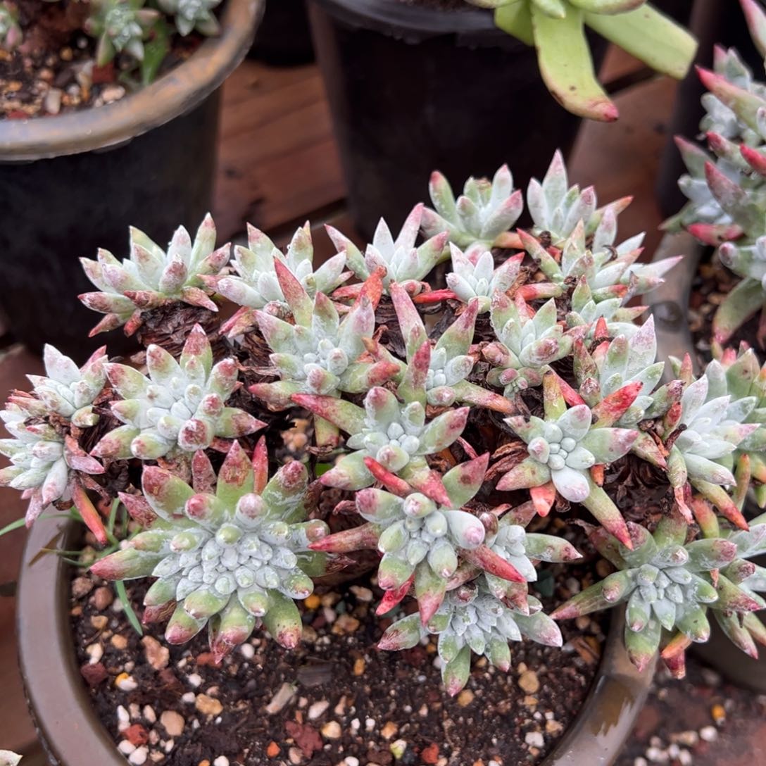 2158白鹭哈哈哈哈哈哈