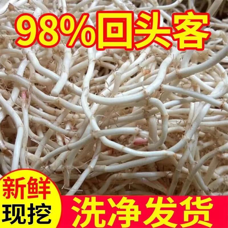 【新根上市】新鲜现挖鱼腥草折耳根节节根凉拌下饭菜洗净发货