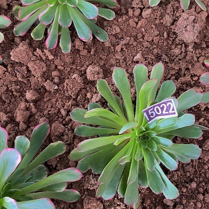 15022号粉体黑金刚变异