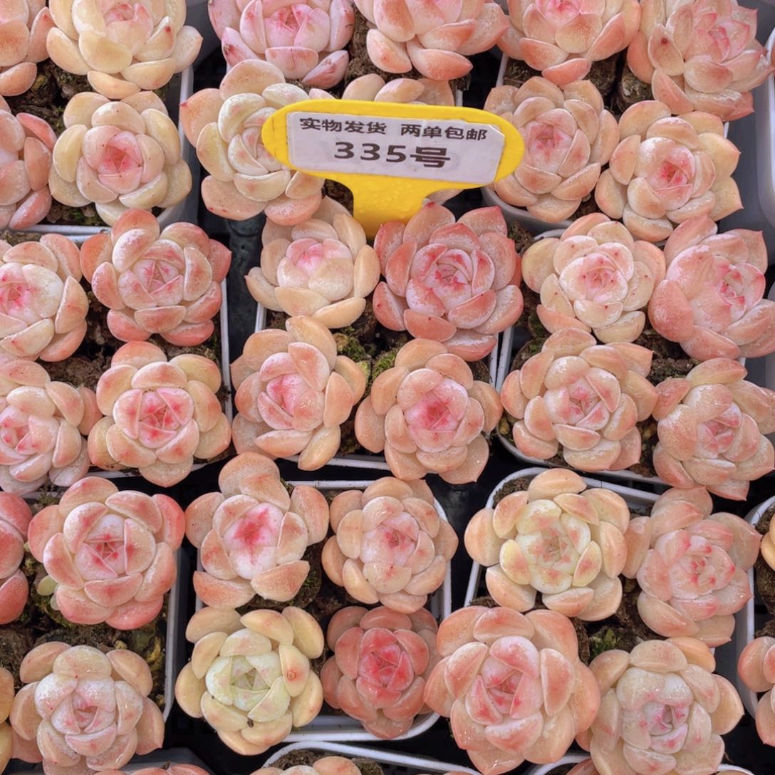 335号果冻奶油粉桃汽水组合4颗