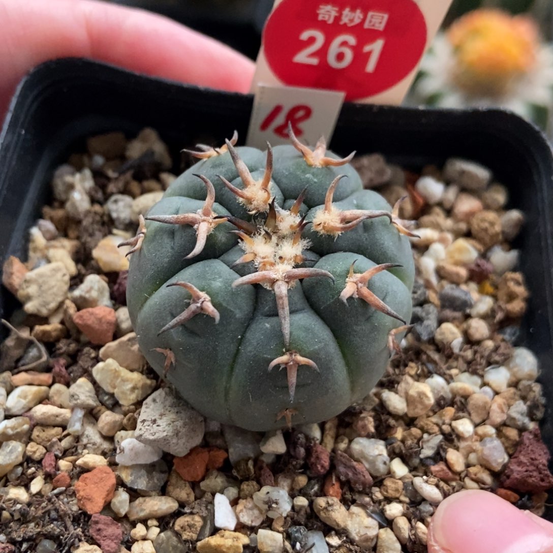 实生短豪刺猫爪3.3cm