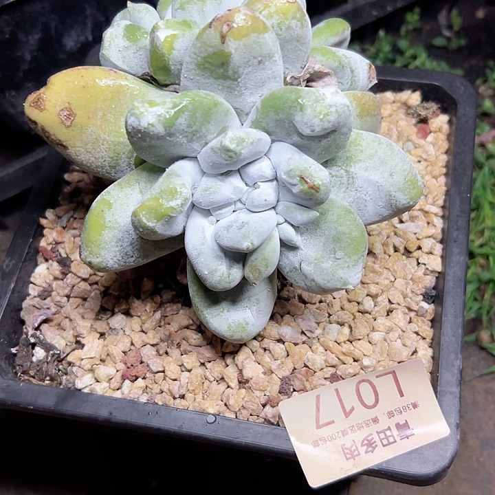 小鹿多肉一物一拍17