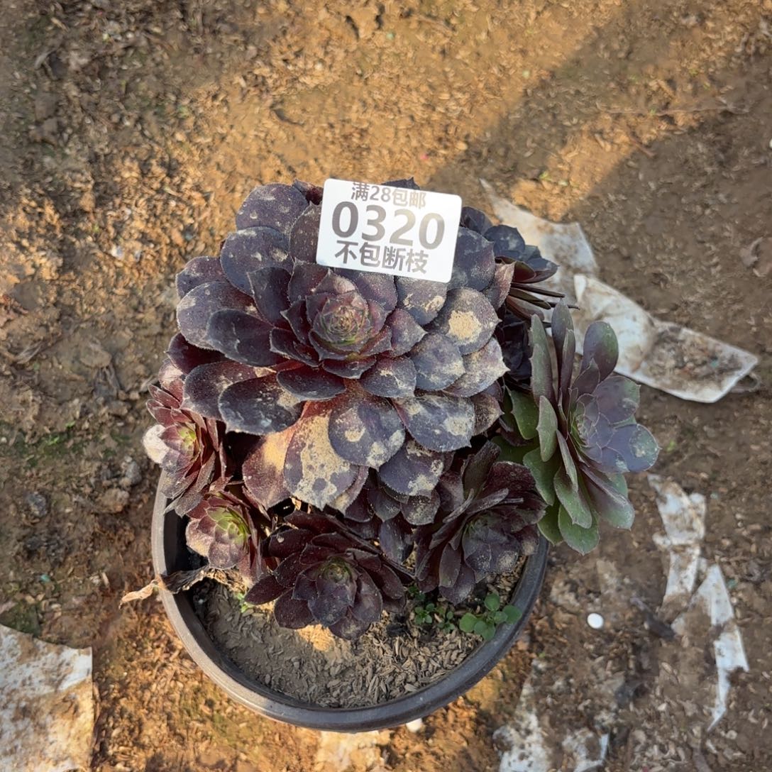 M. 320黑美人多肉122