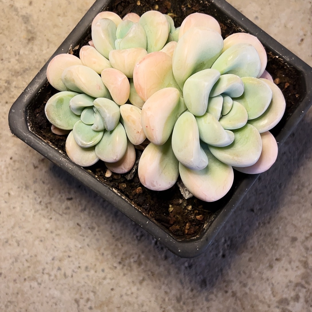 玉麒麟11111111111111