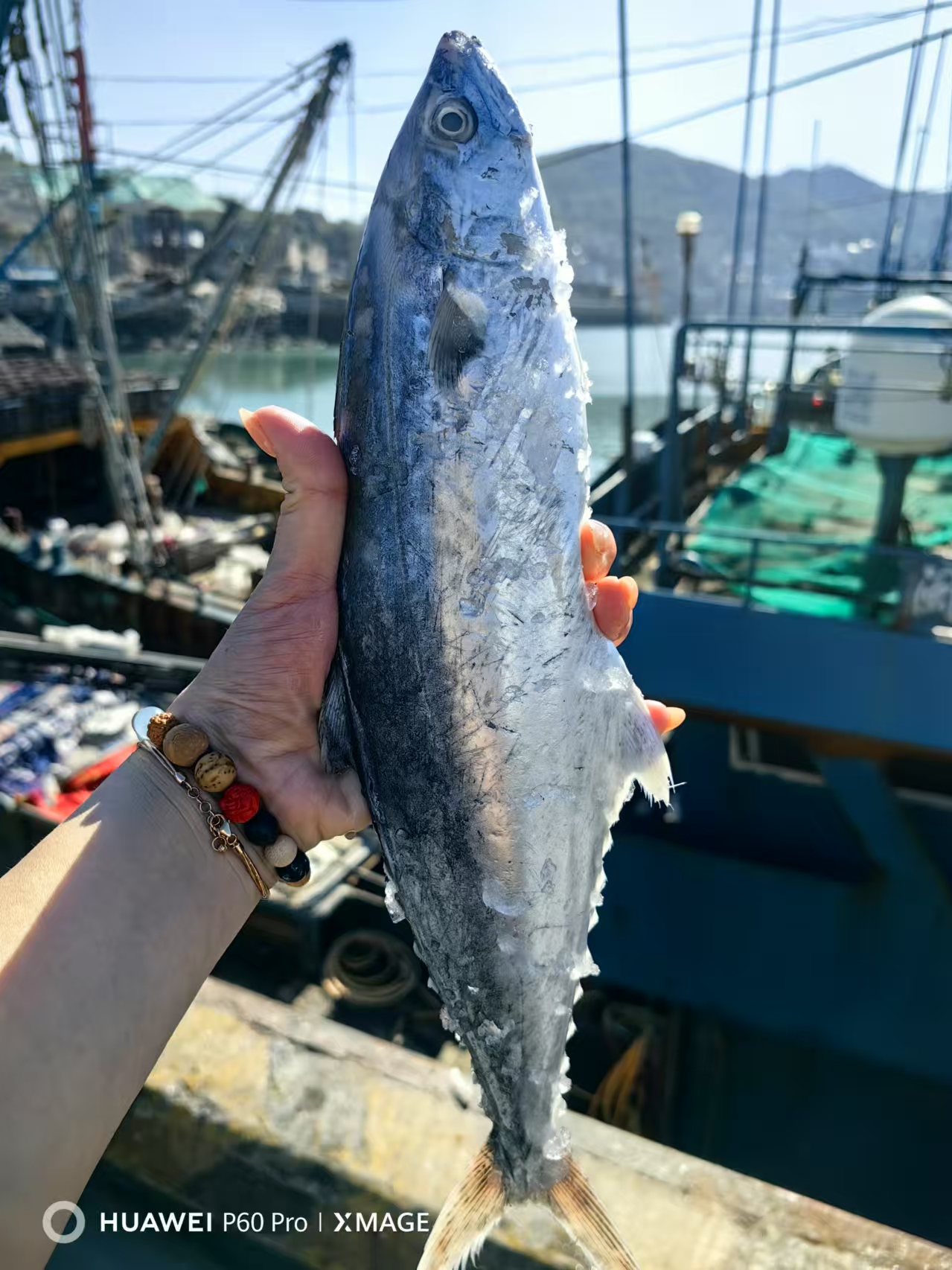 【马鲛-默认杀+对半切、鲜发】连江本港野生，苔箓码头发货