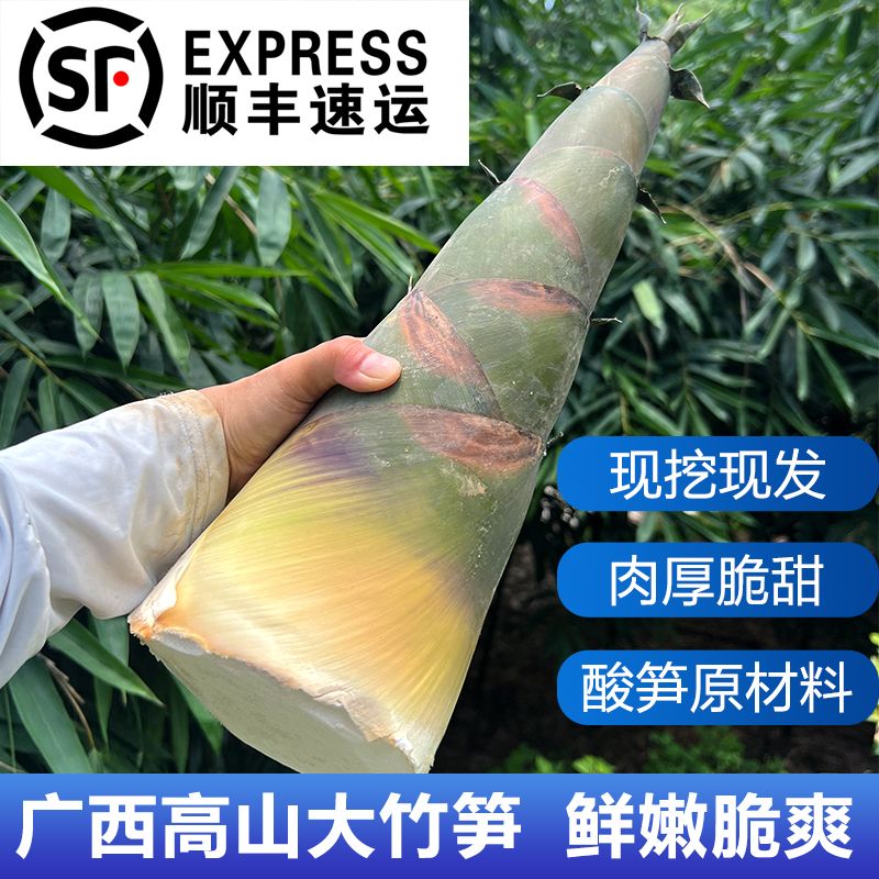 【顺丰包邮】广西高山新鲜麻竹笋大竹笋当季蔬菜