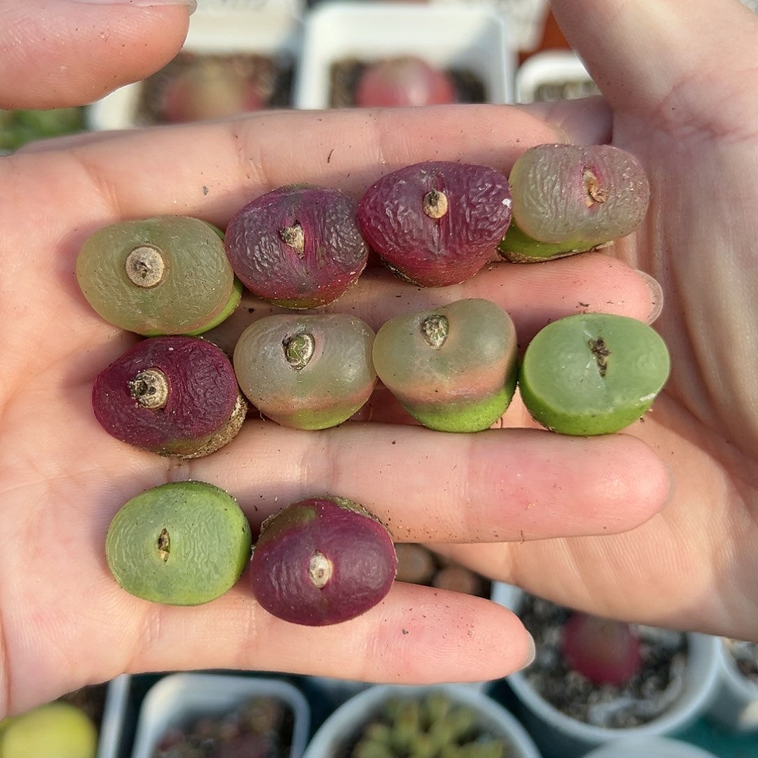 109毛汉尼裸根发货