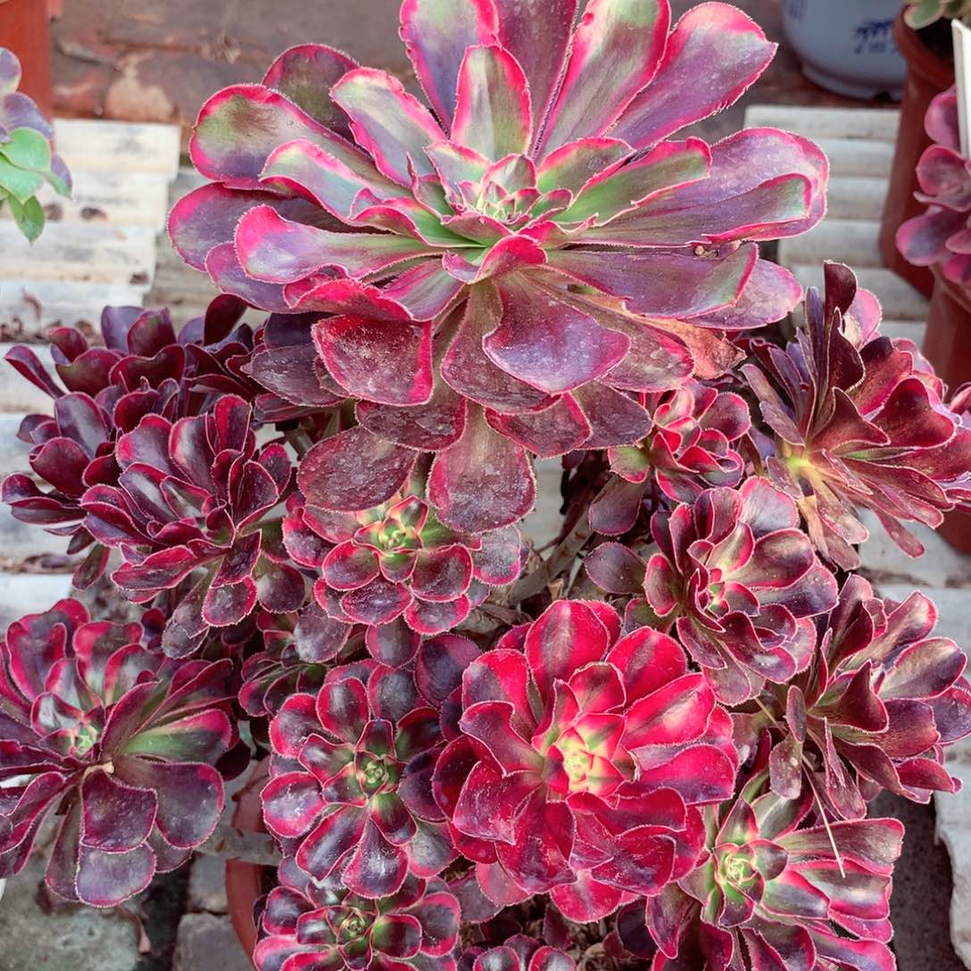 丽娜锦，多肉植物的