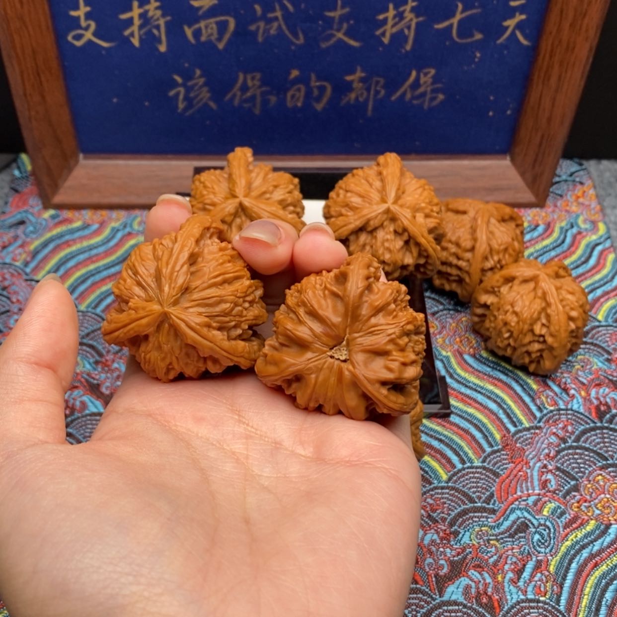【闪购商品】宸*白狮