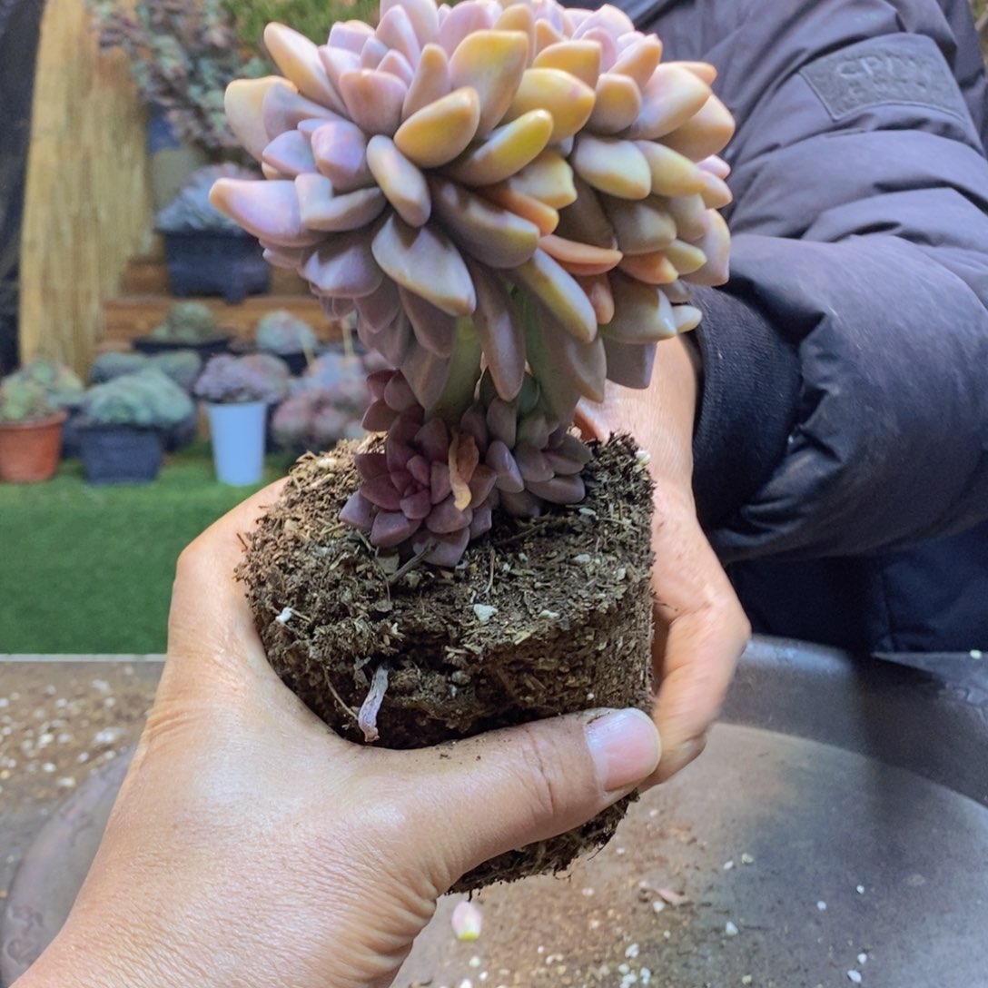 沉**贝E36号号淡雪缀化多肉