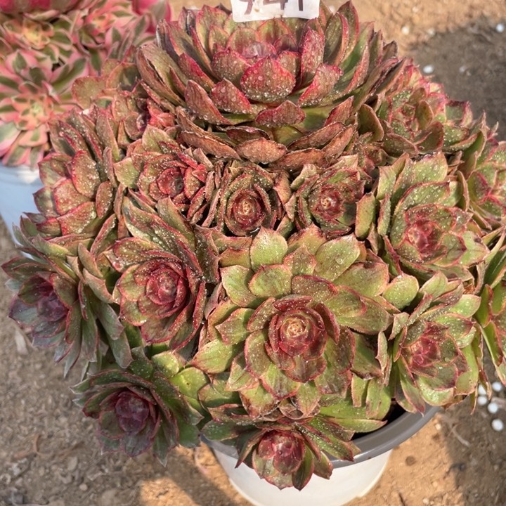 941多肉植物红丝绒