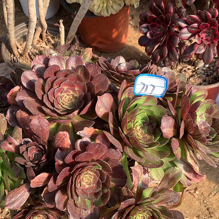 花月夜多肉植物717