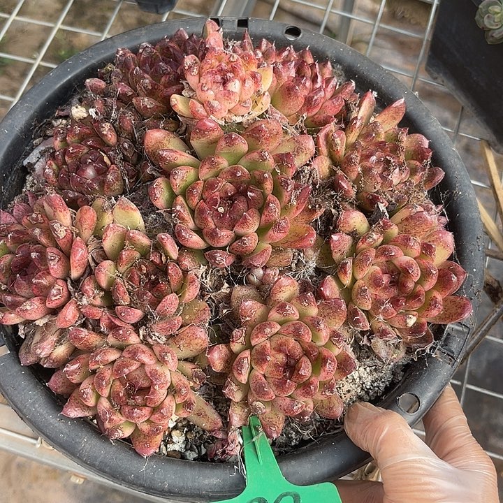 两单包邮，一物一拍，86杂交