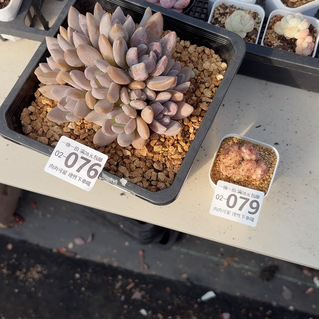 九***思红狐无盆无发货无