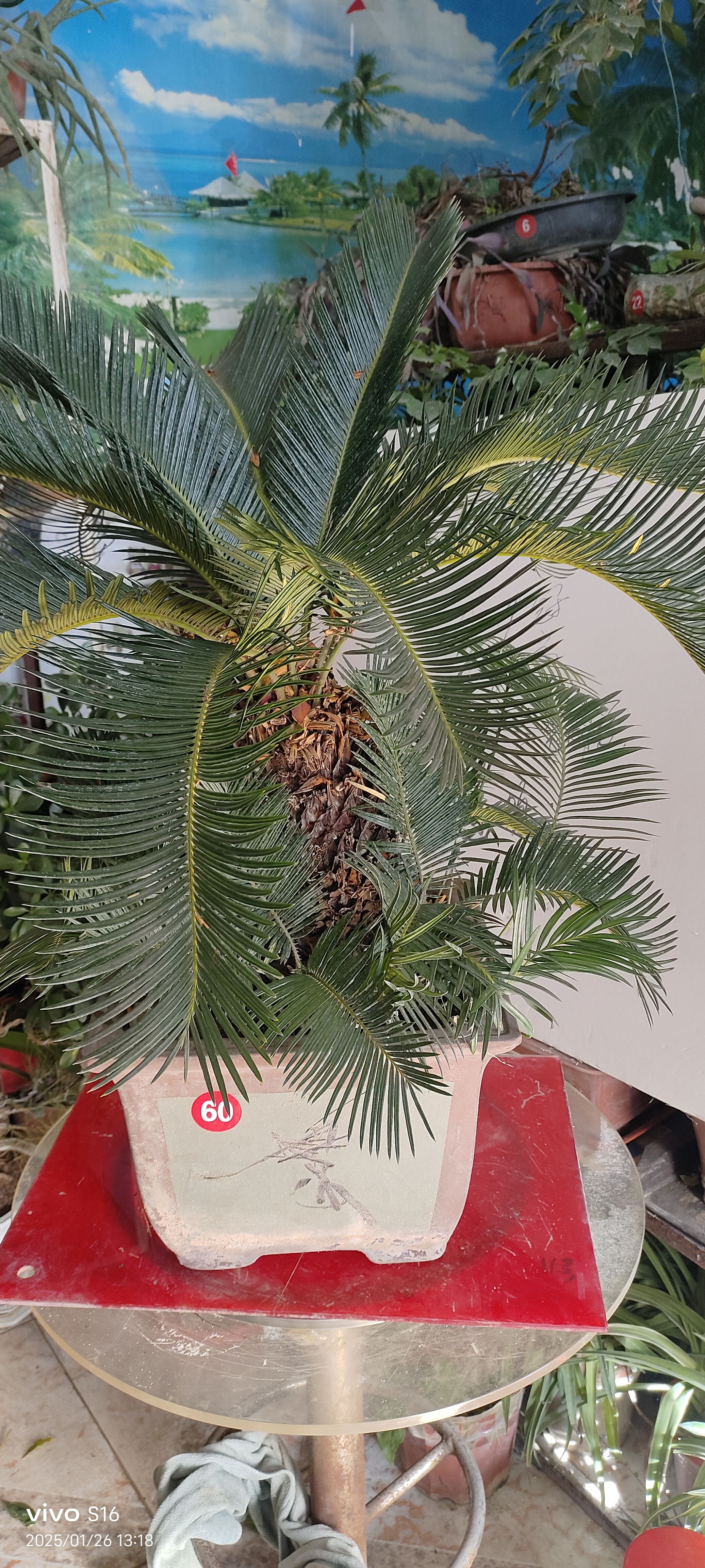 母子观叶观茎多头铁树盆景