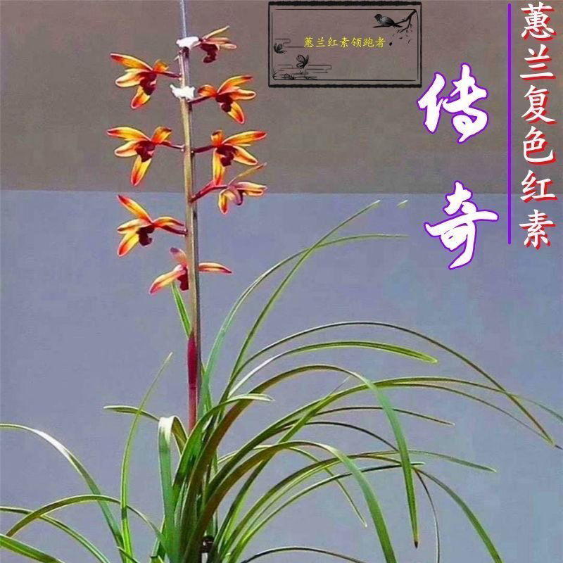 【蕙兰组培•传奇】原盆发货 硬化2年苗 1壮苗
