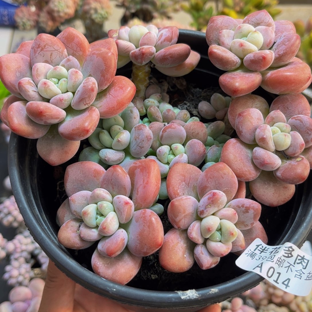 014樱花洛神16cm多肉植物