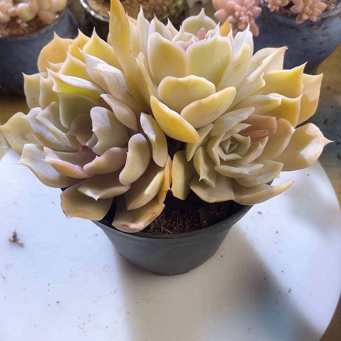 0420  沙漠骆驼 六月六