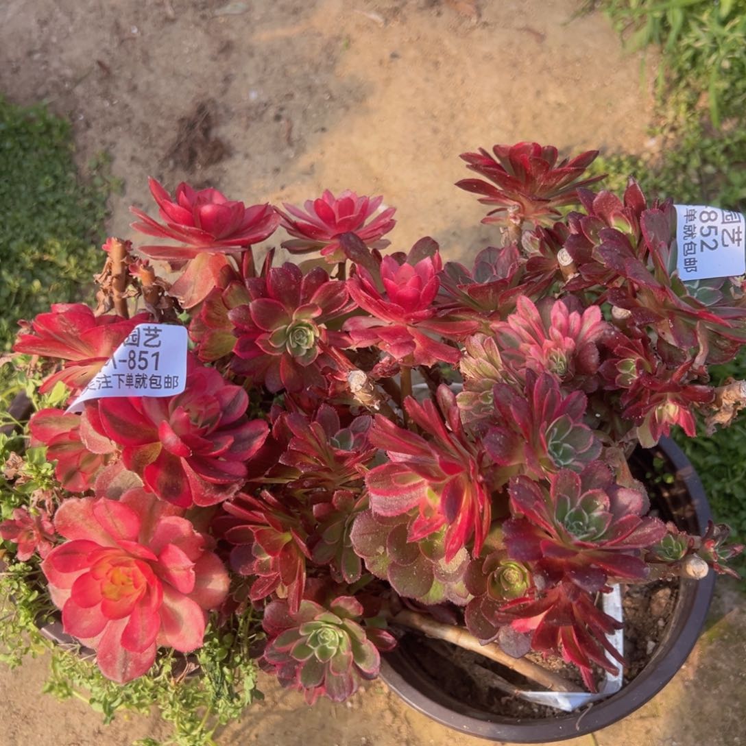 火龙果海王砍头母本桩851-52