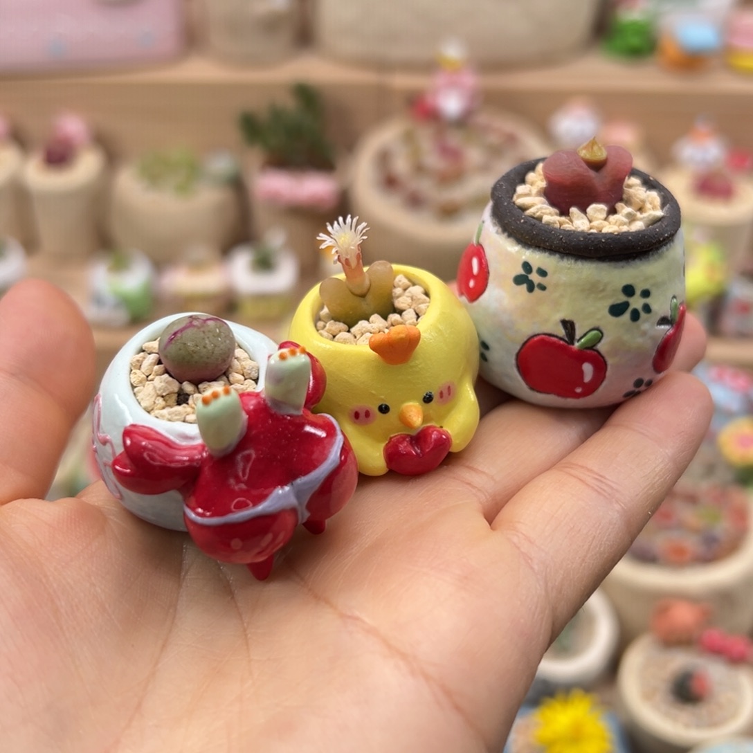 炭***炭多肉植物的90号一起