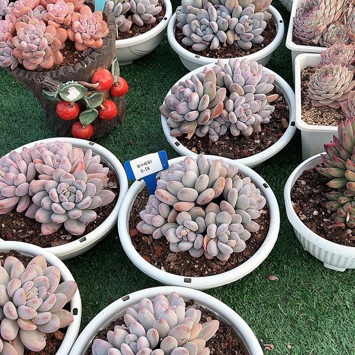 5.78香水一个脱土