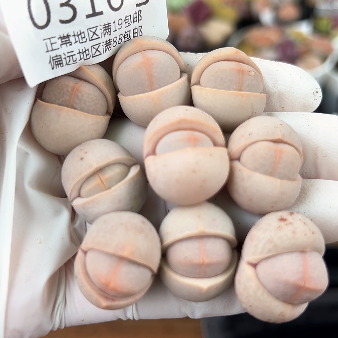 好养易活生石花大母本0316