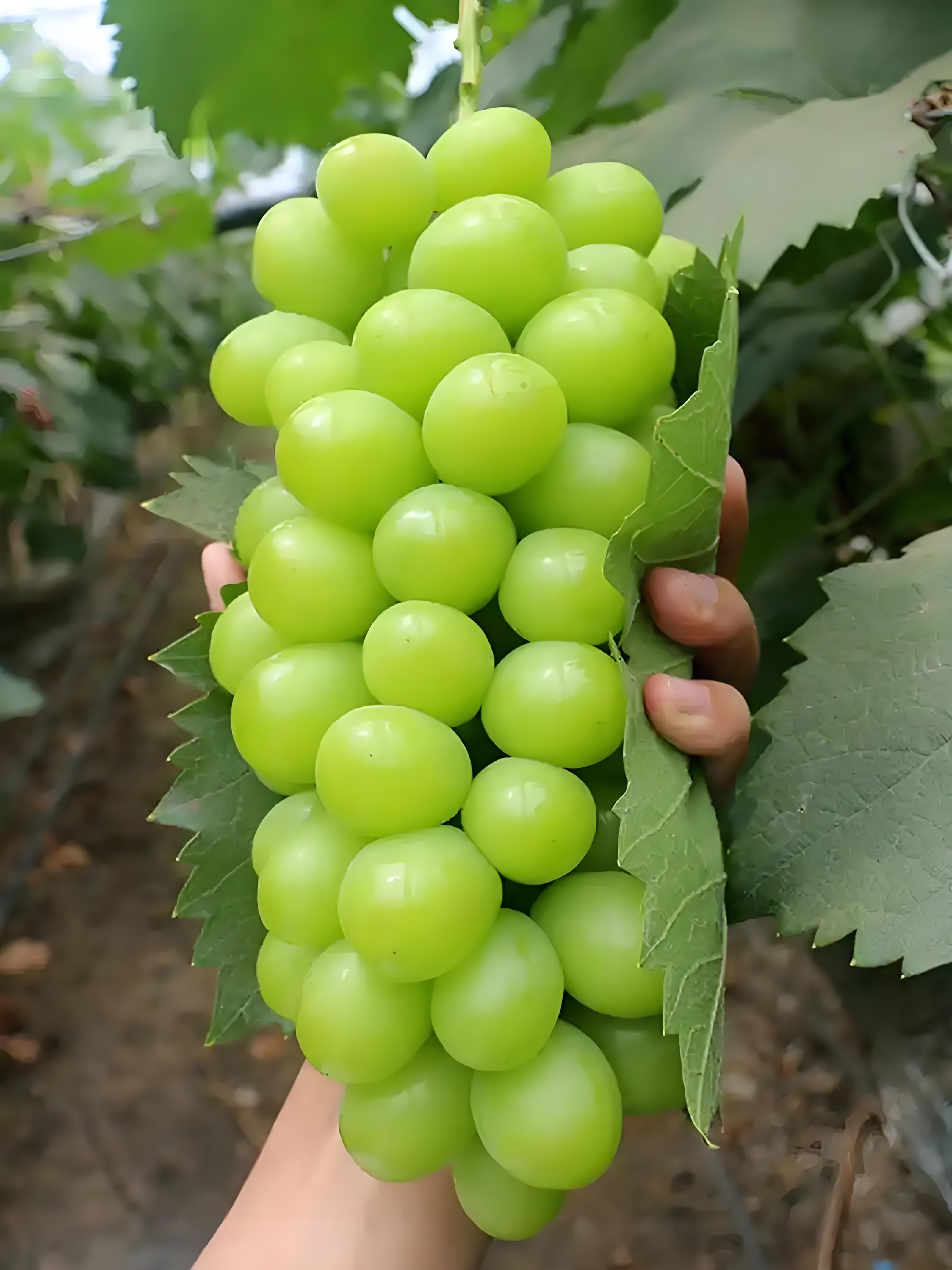 飓风阳光玫瑰夏黑盆栽地栽爬藤树《一物一拍》买一送一