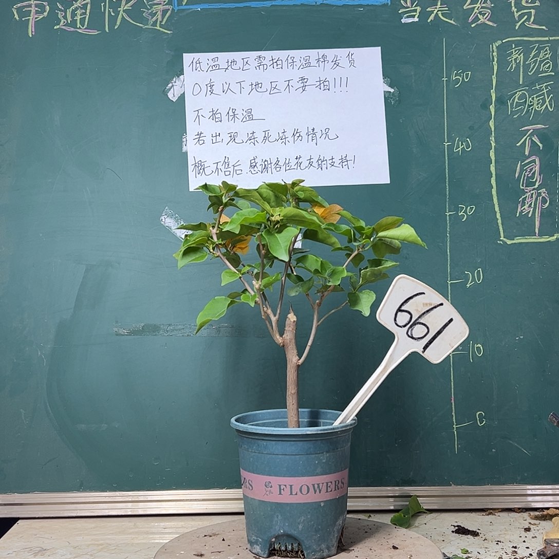 完全开放金色光辉 661