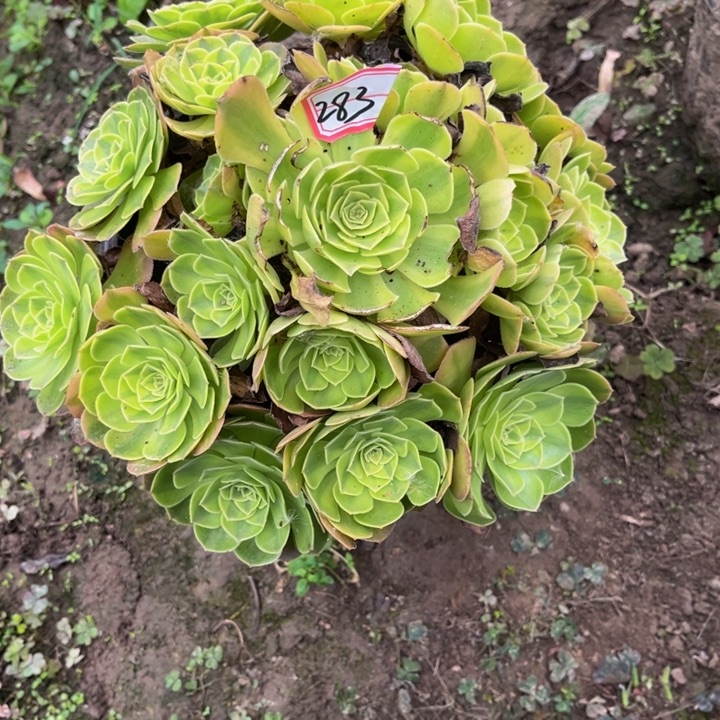 283雨荷多肉植物法师