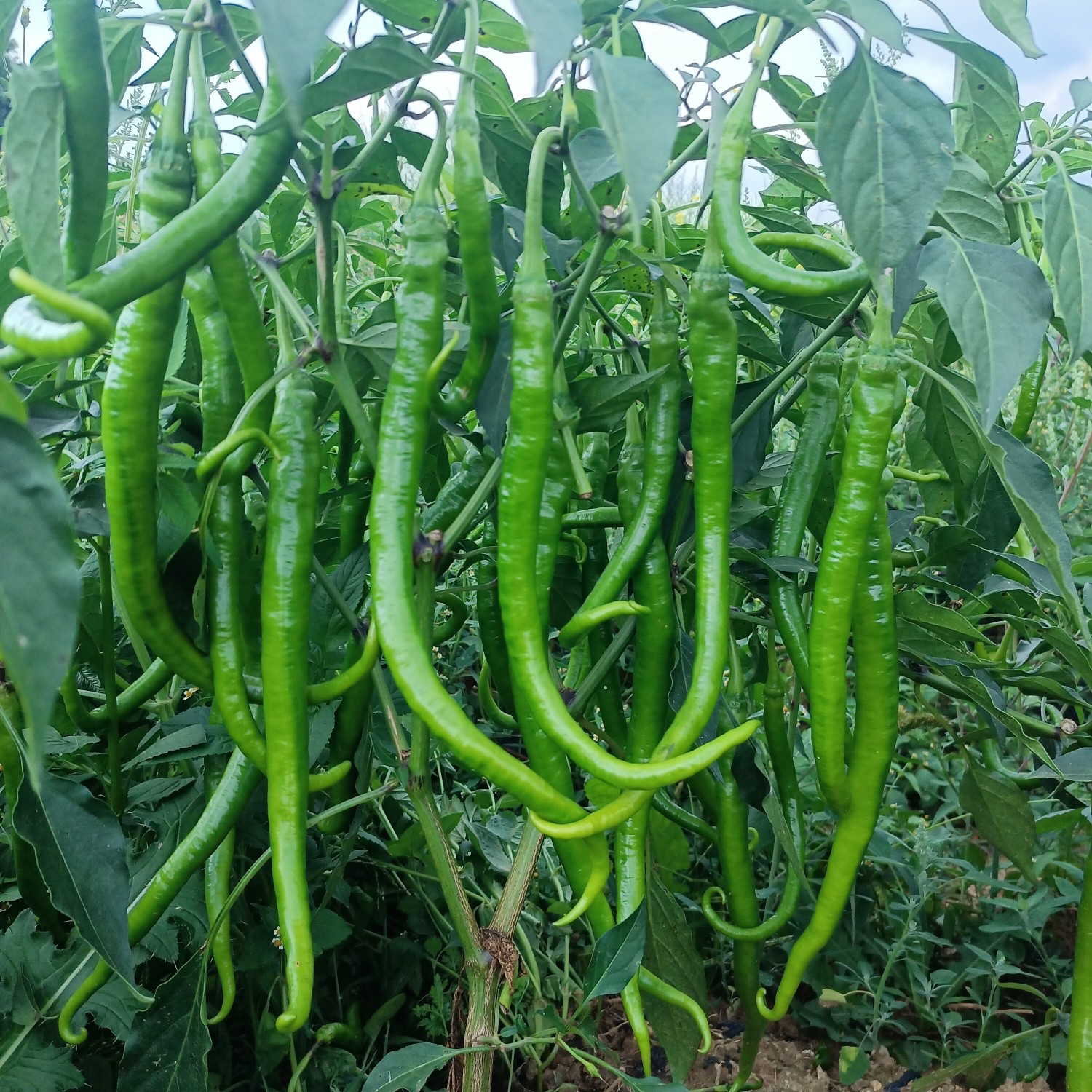 【云货心选】露天细青椒（牛角椒）