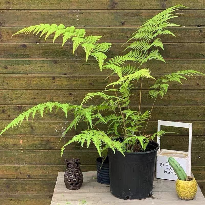 针毛蕨超大号绿植耐寒喜阴好养大型宿根植物蕨类阳台庭院盆栽造景