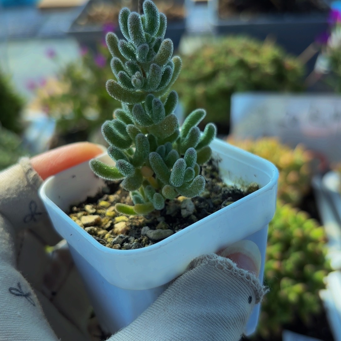 冰晶橙叶杂221。