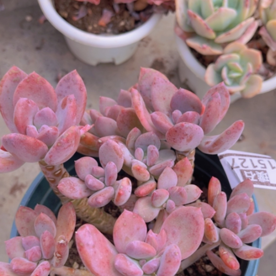 【闪购商品】灰姑娘15127