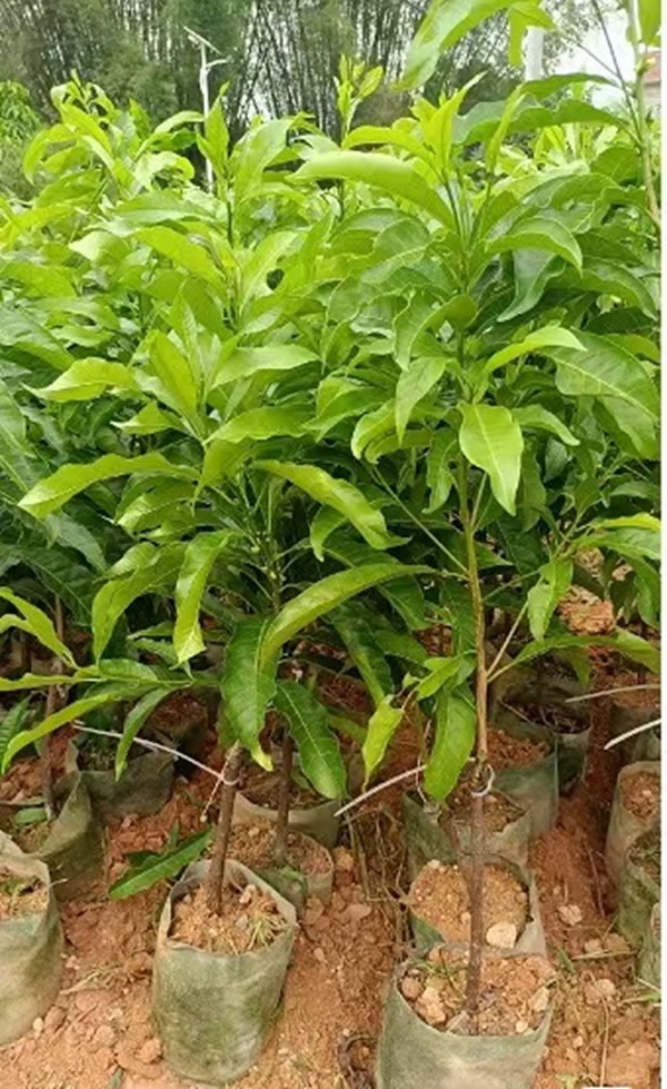 嘉木直播专用链接绿植盆栽   一物一拍