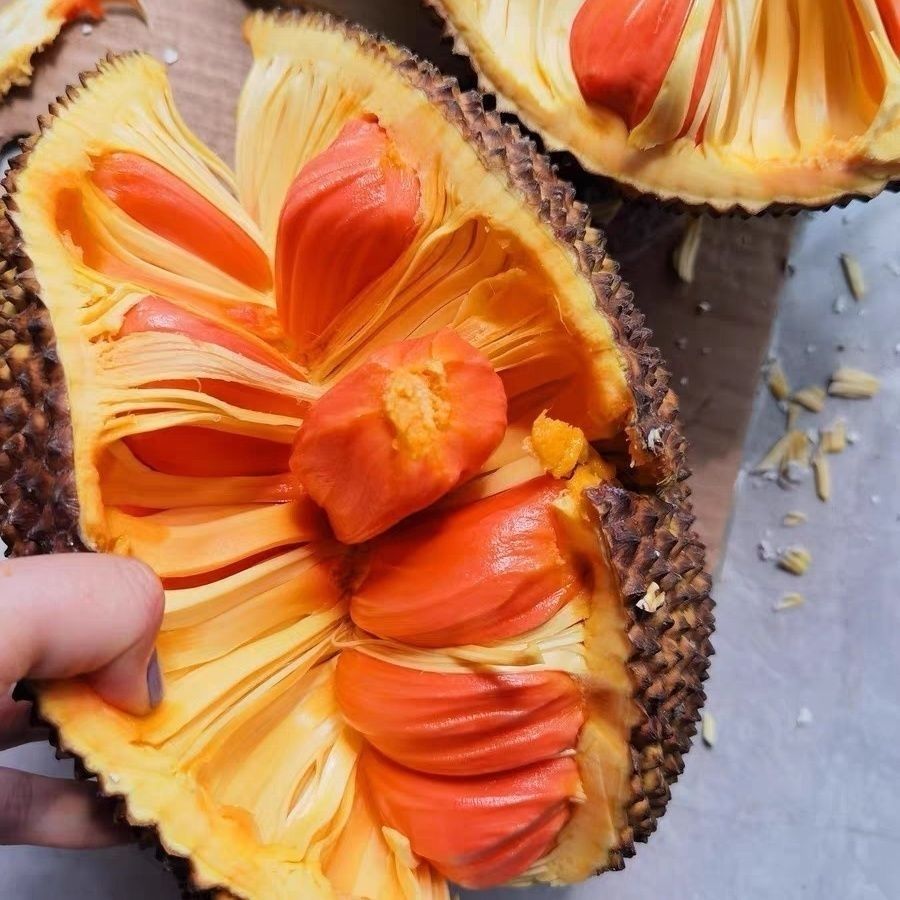 印尼红菠萝蜜果树嫁接树盆栽地栽庭院种植