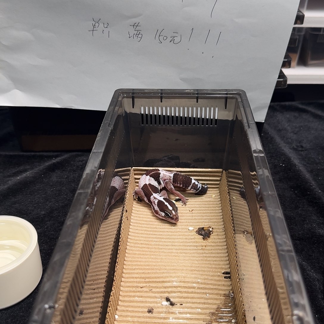 肥尾守宫直线奥利奥高白！