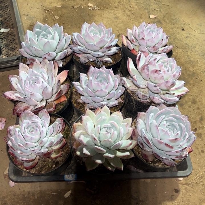 精品多肉植物老桩随机发一棵包黑卡