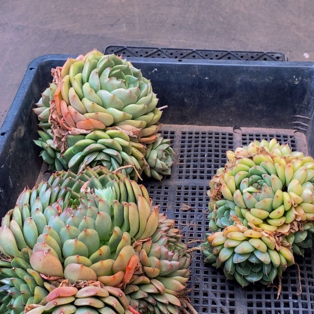 060多肉酱的做法大全怎么做