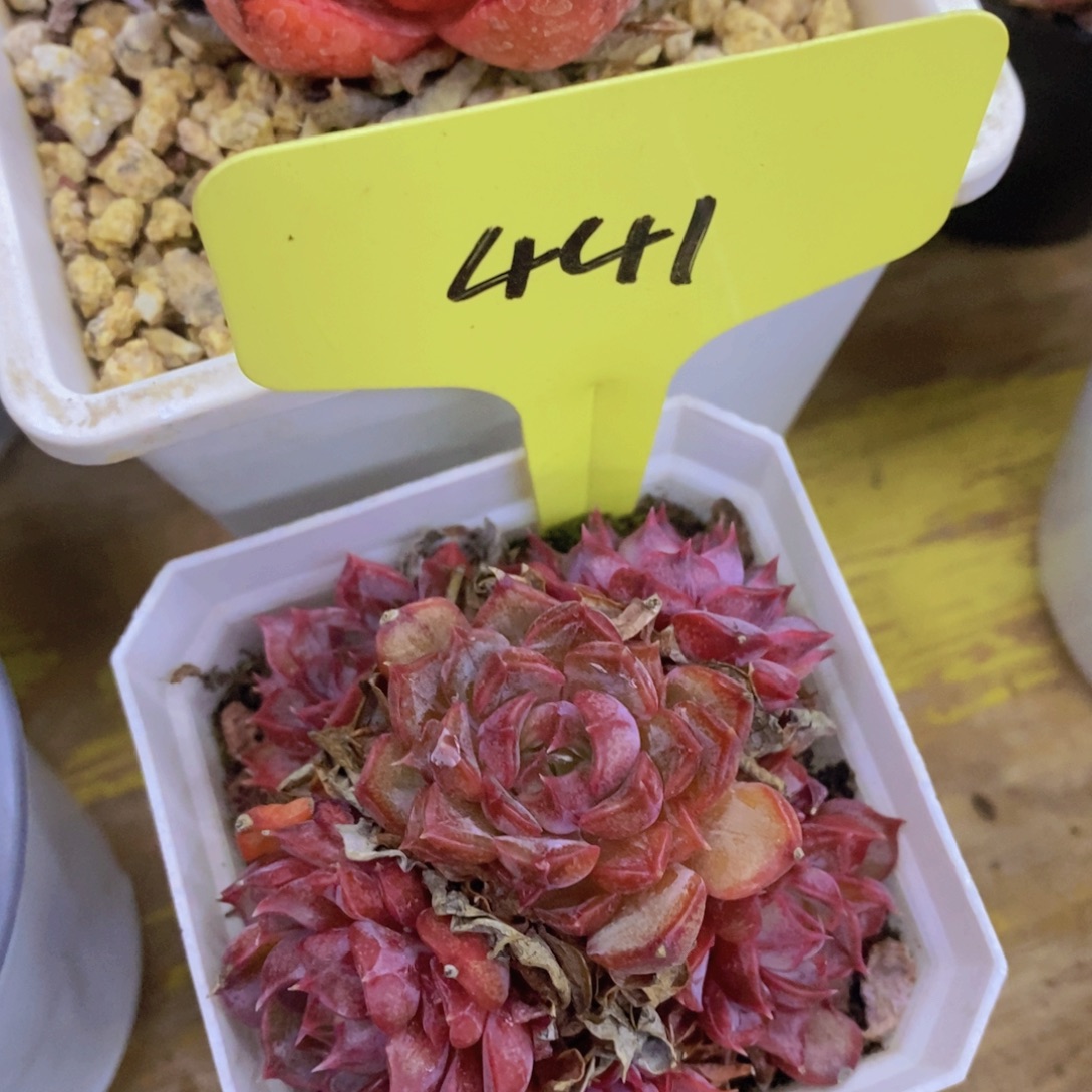 开心多肉，福利专场