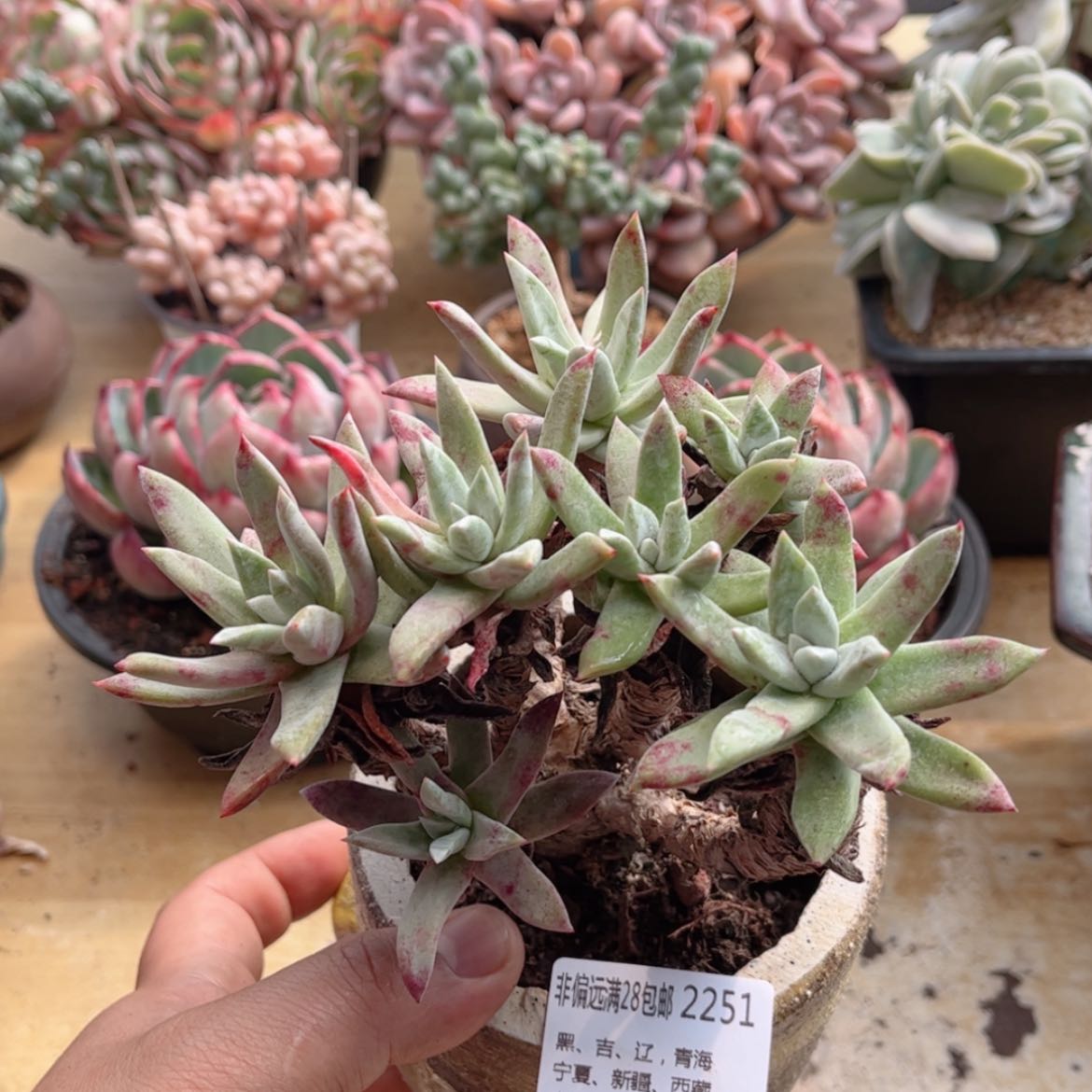 【闪购商品】2251苹果叶