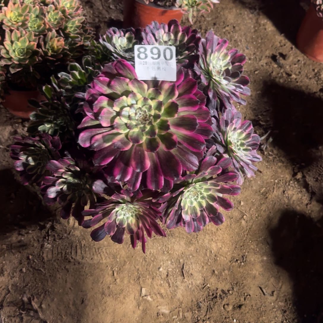 艾**纺890号紫焉福利不包损