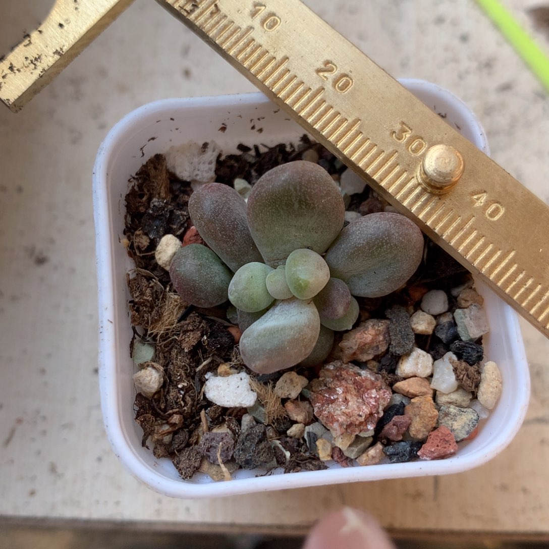 乌里韦亚3头不凑满28元发一片叶 不售后 到付