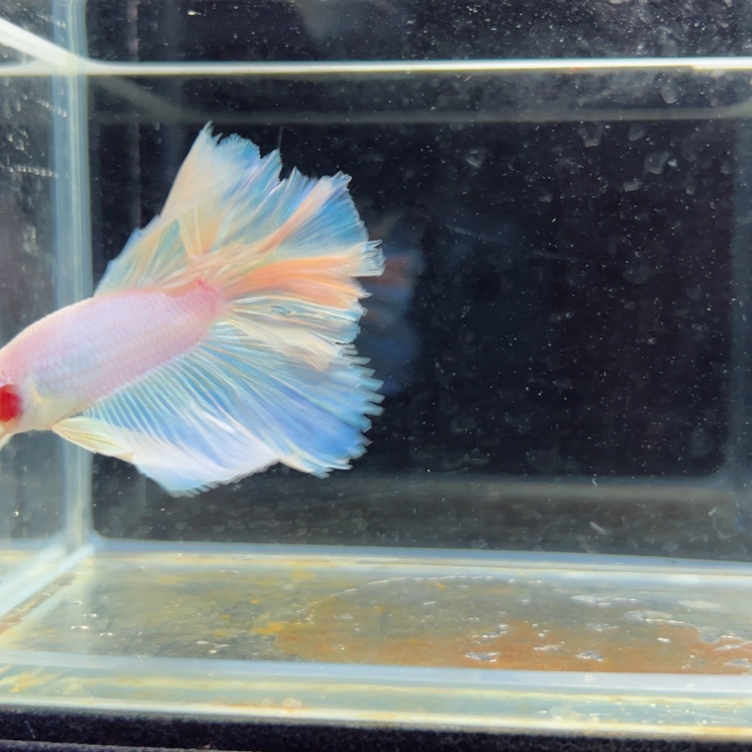 斗鱼浅色特殊尾hhhh