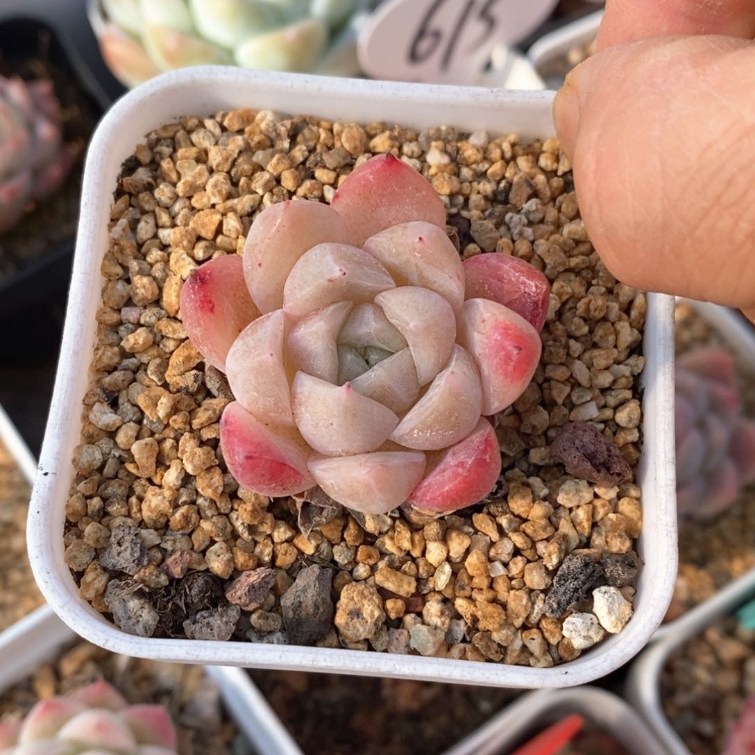 精品多肉一物柏不包整17