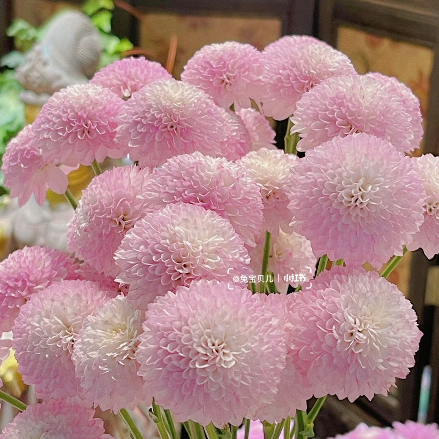 【黎明】小菊  不包邮一个运费任意拍  云南鲜花基地直发